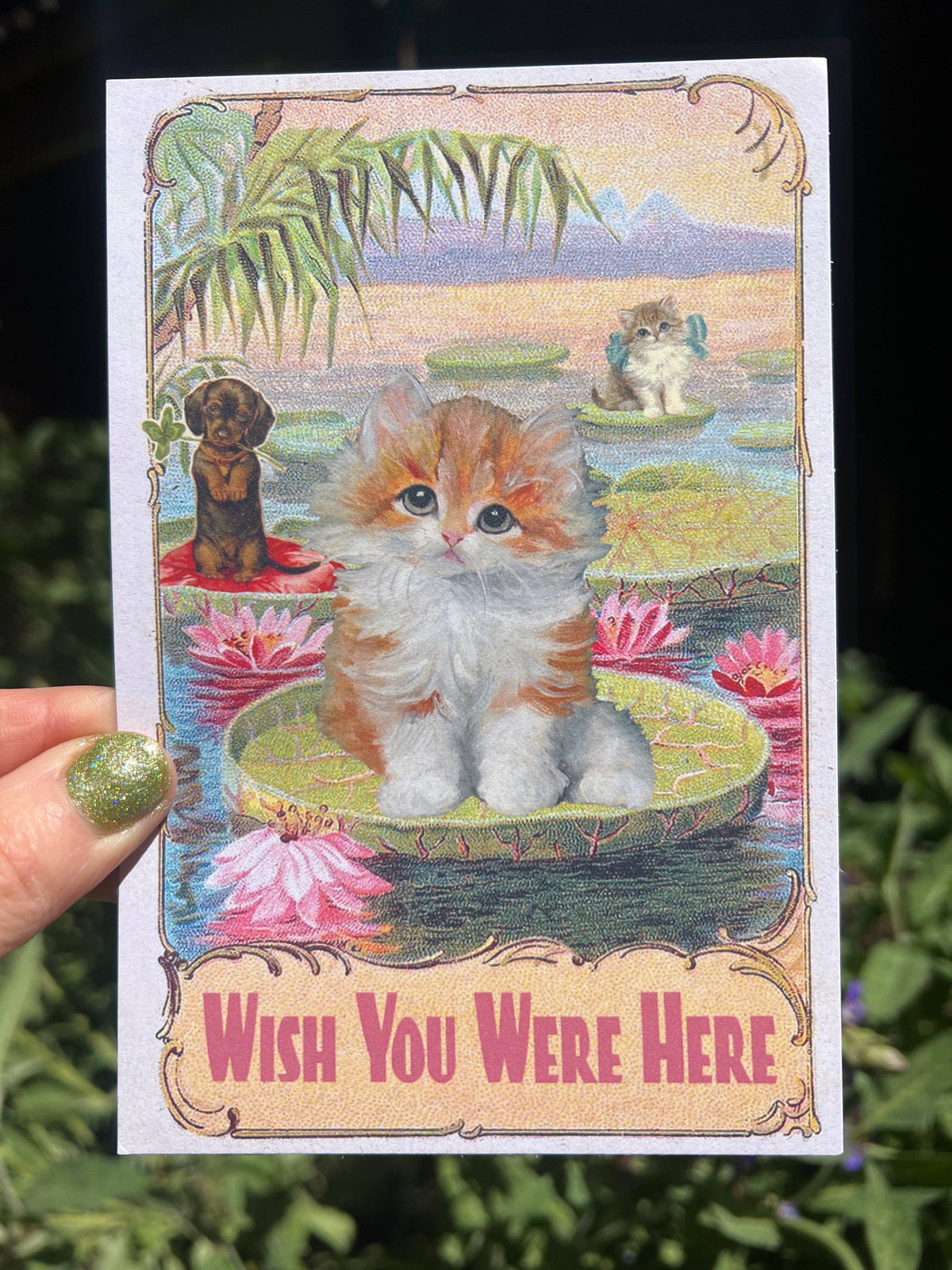 Postcard showing kitten on lotus pond with koi and border, Wish You Were Here text